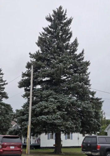 Iron Mountain spruce becomes State of Michigan's 40th Christmas tree